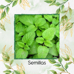 Semillas Orgánicas De Toronjil Para Maceta O Huerta