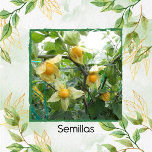 Semillas Orgánicas De Fruta Uchuva