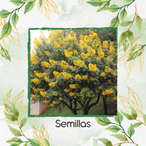 Semillas Orgánicas De Árbol Vainillo Velero