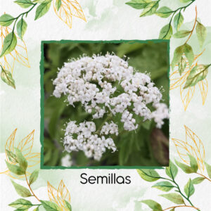 Semillas Orgánicas De Valeriana