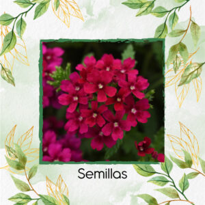 Semillas Orgánicas De Flor Verbena Pequeña