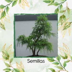 Semillas Orgánicas De Bonsái Yopo Negro