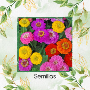 Semillas Orgánicas De Flor Zinnia Enana Mezcla