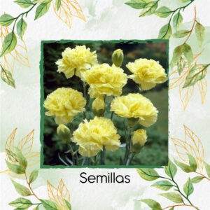Semillas Orgánicas De Flor Clavel Amarillo