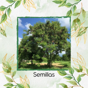 Semillas Orgánicas De Árbol Leucaena