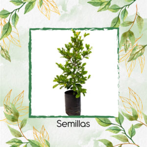 Semillas De Dulcificu O Fruto Milagroso Para La Siembra