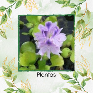 Planta de Lirio de Agua