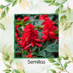 Semillas Orgánicas De Flor Salvia Fuego De San Juan