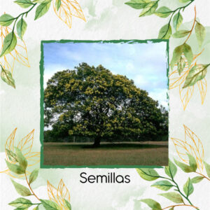 Semillas Orgánicas De Árbol Acacia Negra