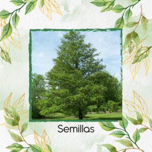 Semillas Orgánicas De Árbol Aliso