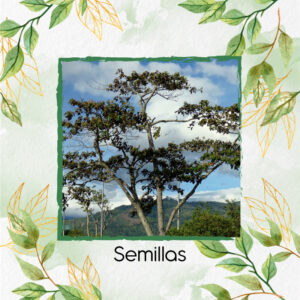 Semillas Orgánicas De Árbol Balso