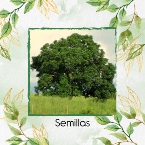 Semillas Orgánicas De Árbol Caracolí