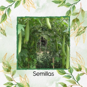 Semillas Orgánicas De Estropajo Común