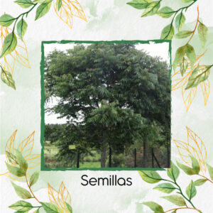 Semillas Orgánicas De Árbol Cedro Negro