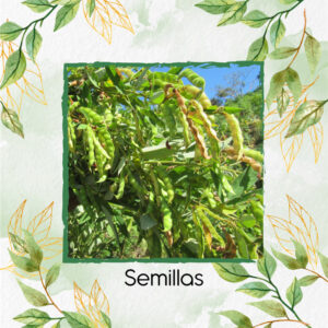 Semillas Orgánicas De Planta Guandul