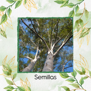 Semillas Orgánicas De Árbol Eucalipto