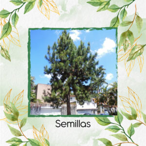 Semillas Orgánicas De Árbol Pino Caribe