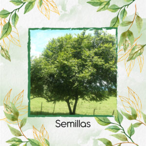 Semillas Orgánicas De Árbol Guácimo
