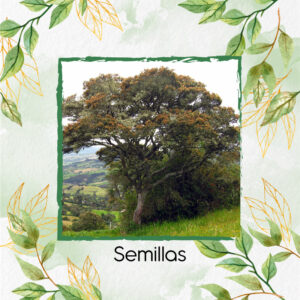 Semillas Orgánicas De Árbol Encenillo