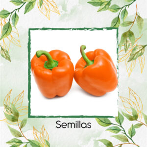 Semillas Orgánicas De Pimentón Naranja
