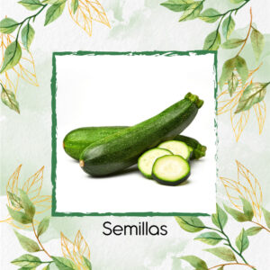 Semillas Orgánicas De Zucchini Enano