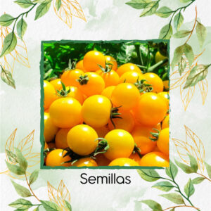 Semillas Orgánicas De Tomate Cherry Amarillo