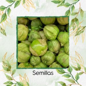 Semillas Orgánicas De Tomatillo Tomate Mexicano