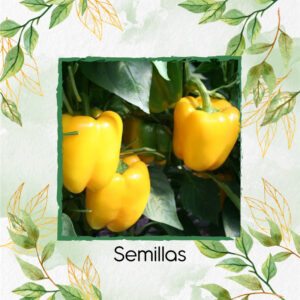 Semillas Orgánicas De Pimentón Cuadrado Amarillo