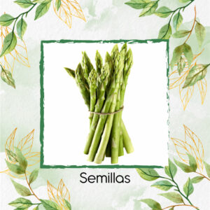 Semillas Orgánicas De Espárragos