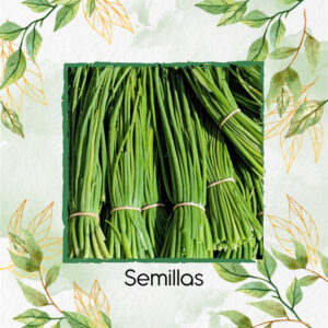 Semillas Orgánicas De Cebollín Fino
