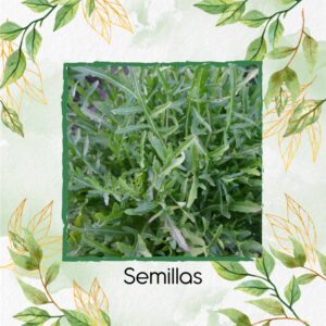 Semillas Orgánicas De Rúcula Selvática