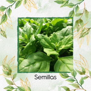 Semillas Orgánicas De Espinaca Rastrera