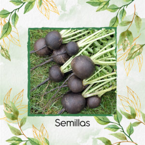Semillas Orgánicas De Rábano Negro