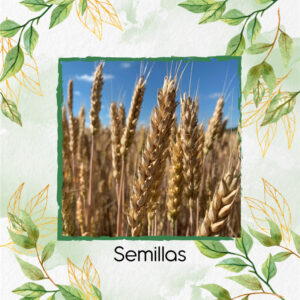 Semillas Orgánicas De Trigo