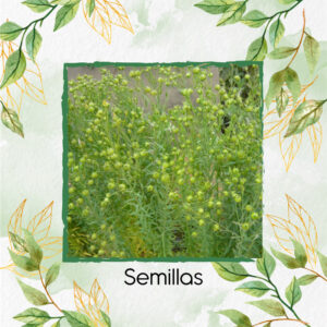 Semillas Orgánicas De Linaza