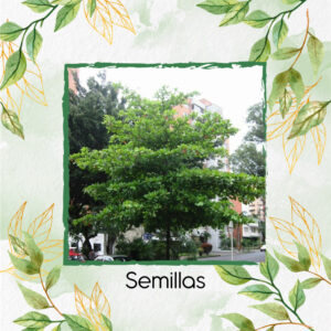 Semillas Orgánicas De Árbol Almendro