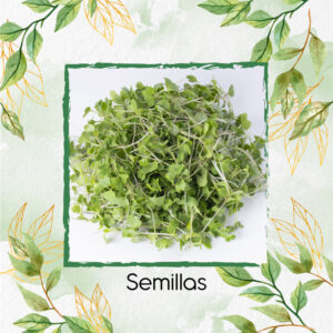 Semillas De Albahaca Verde Para Germinados