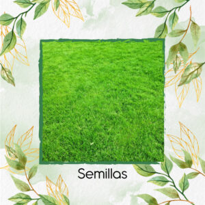 Semillas De Grama Decorativa Macana
