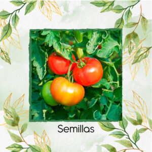 Semillas Orgánicas De Tomate Rio Grande