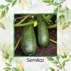 Semillas Orgánicas De Zucchini Enano
