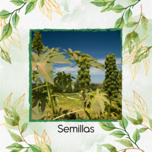 Semillas Orgánicas De Planta Higuerilla