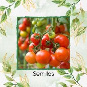 Semillas Orgánicas De Tomate Cherry