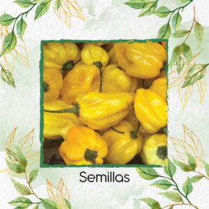 Semillas Orgánicas De Aji Habanero Limón