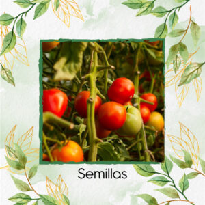 Semillas Orgánicas De Tomate Marglover