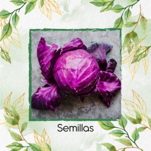 Semillas Orgánicas De Repollo Morado Para Maceta O Huerta
