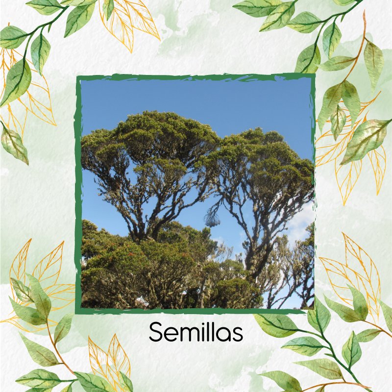 Semillas Orgánicas De Árbol Encenillo – Garden Green