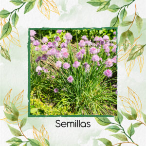 Semillas Orgánicas De Cebollino Para Maceta O Huerta