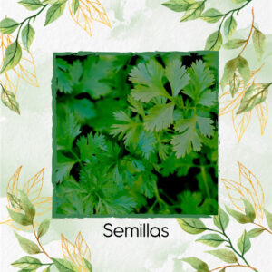Semillas Orgánicas De Cilantro Patimorado Para Maceta O Huerta