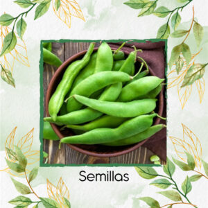 Semillas Orgánicas De Habichuela En Maceta O Huerta