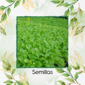 Semillas Orgánicas De Rúcula Para Maceta O Huerta